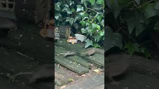 Dunnock - I