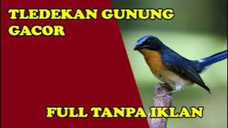 Masteran Tledekan Gunung Gacor | Full tanpa iklan