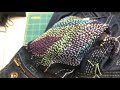 11/9 刺し子配信  Sashiko Stitching Live Streaming | Denim Visible Mending 3