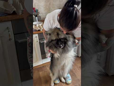 Гром и колбаса #кеесхонд #keeshond #dog #animal #funnyanimals #смешныевидео