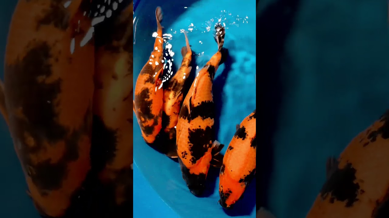 Хи утсури 30-40см ссылка на тгк в описании #koifish #koi #fishtank