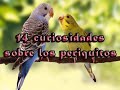 **14 curiosidades sobre los periquitos**