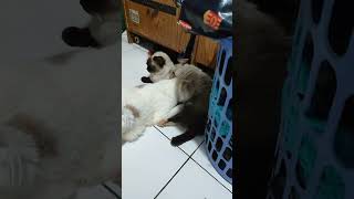 Udah Gede Masih Nete