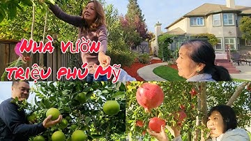 Thăm vườn trái cây của triệu phú trên đất Mỹ: lựu đỏ, hồng giòn, cam vàng, bưởi ngọt trĩu cành