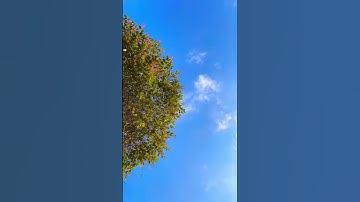 Timelapse the tree with the sky☁️🌳