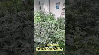 Week 4 Indoor flower room w/ 8 varieties  #flavorchefgenetics 🫘🫘