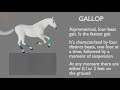 Horse gaits  part 04  gallop cycle analysis