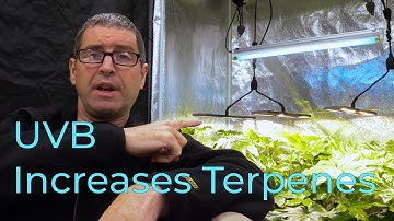 Use UVB to increase Terpenes and improve harvest quality | Test results with Dutch Passion
