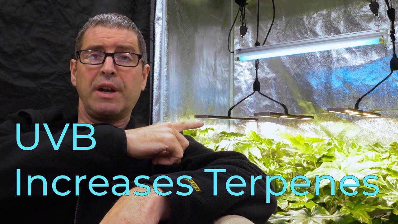 Use UVB to increase Terpenes and improve harvest quality | Test results with Dutch Passion