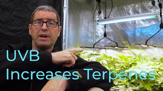 Use UVB to increase Terpenes and improve harvest quality | Test results with Dutch Passion