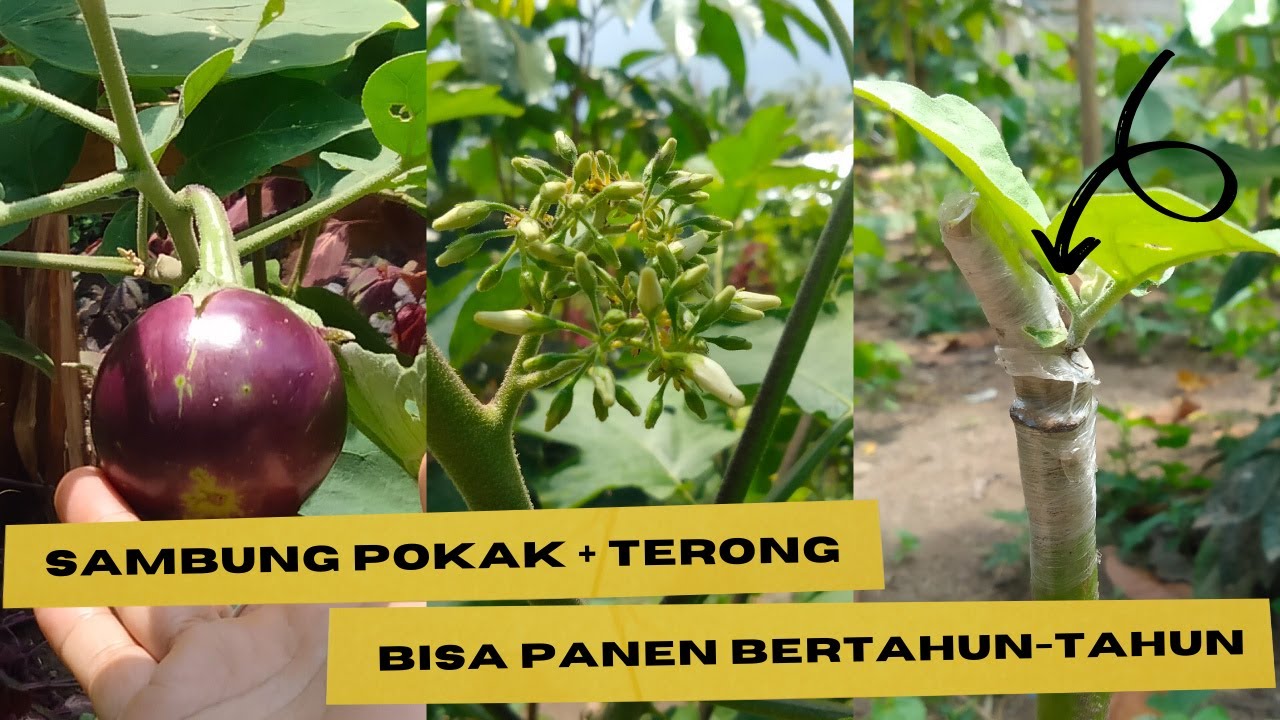 Соедините вкладыши Pokak с баклажанами, они могут оставаться продуктивными в течение многих лет