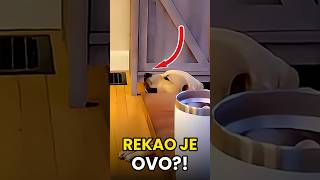 NEVEROVATNO Šta Je PAS REKAO😳 #shorts