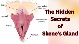 What is Skene's Gland?