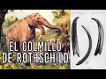 El colmillo de rothschild elefante de agua  criptozoologia