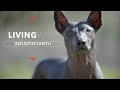 All about living with xoloitzcuintli