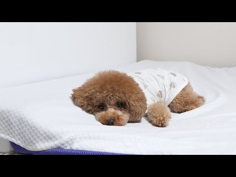 25,000円の枕買ったら飼い主より先に犬がダメになりましたｗ【トゥルースリーパー】