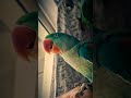 Chalti hain Sansa phala sa Zada #rawparrot #parrot #parrotlovers #2025
