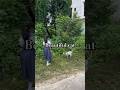 Beautiful cat. #viral #recommended #viralshorts #viralshort #viralvideo #cat