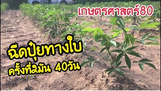 EP:62 ฉีดพ่นปุ๋ยทางใบ รอบที่2..มัน 1 เดือน #เกษตรศาสตร์80และพันธุ์พวงเพชร