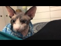 Sphynx Cat - things to know about the breed