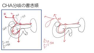 【字を書くように絵を書こう】#6 腹腔動脈CA分岐の覚え方