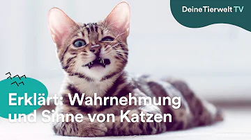 Wie sehen getigerte Katzen aus?