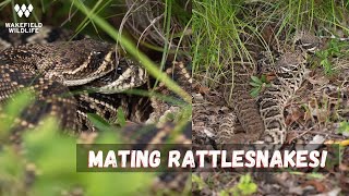 Finding a Pair of BREEDING Rattlesnakes! Herping Florida