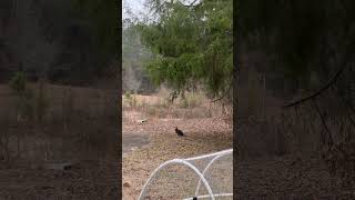 Church and the Robins!