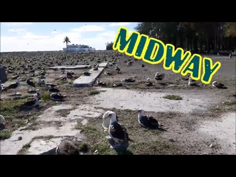 Video: Midway-förluster Fördjupas