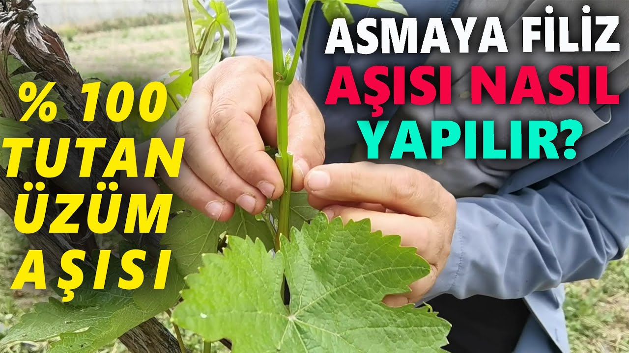 ASMAYA FİLİZ AŞISI YAPIMI GARANTİLİ-YÜZDE YÜZ TUTAN AŞI TARİFİ-ÜZÜM YEŞİL UÇ AŞISI NASIL YAPILIR?