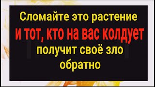 Тот, кто на вас колдует, получит своё зло обратно - сломите это растение и всё вернётся врагам