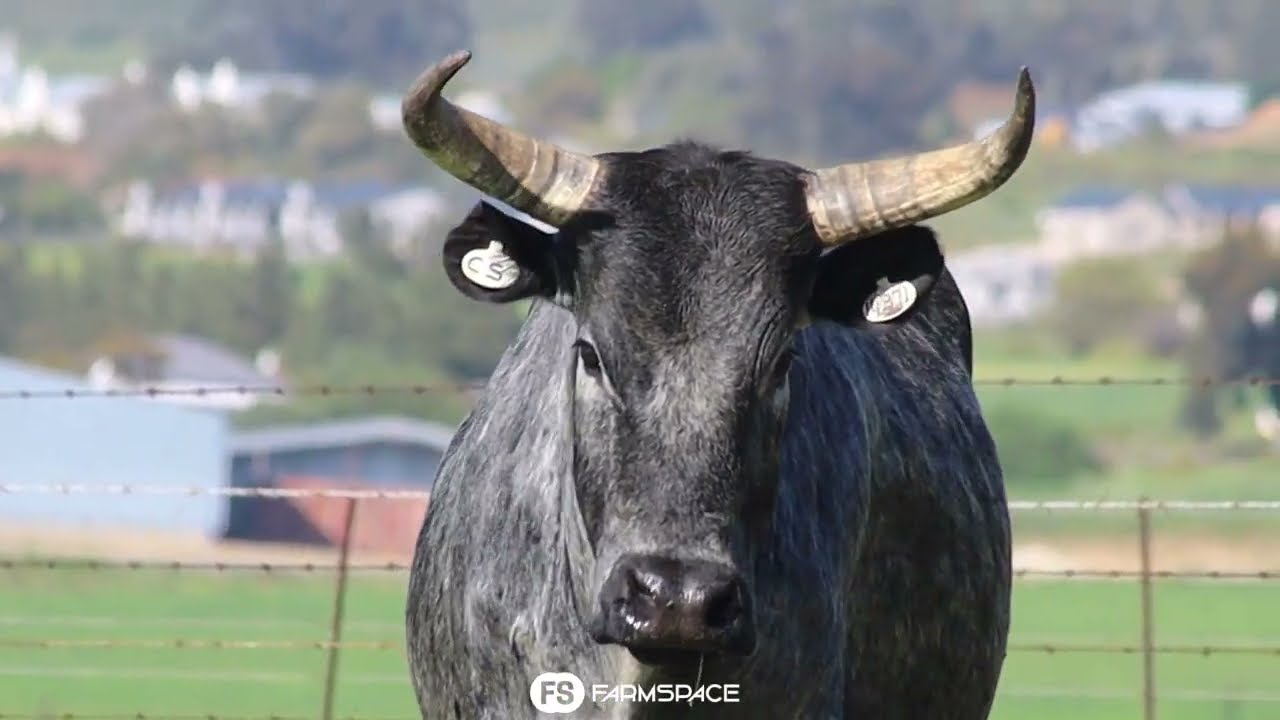 Exsteen Nguni's bied aan Lot 65 - CS 14-371 by die Nguni Regainer Groep Veiling, 13 Oktober.