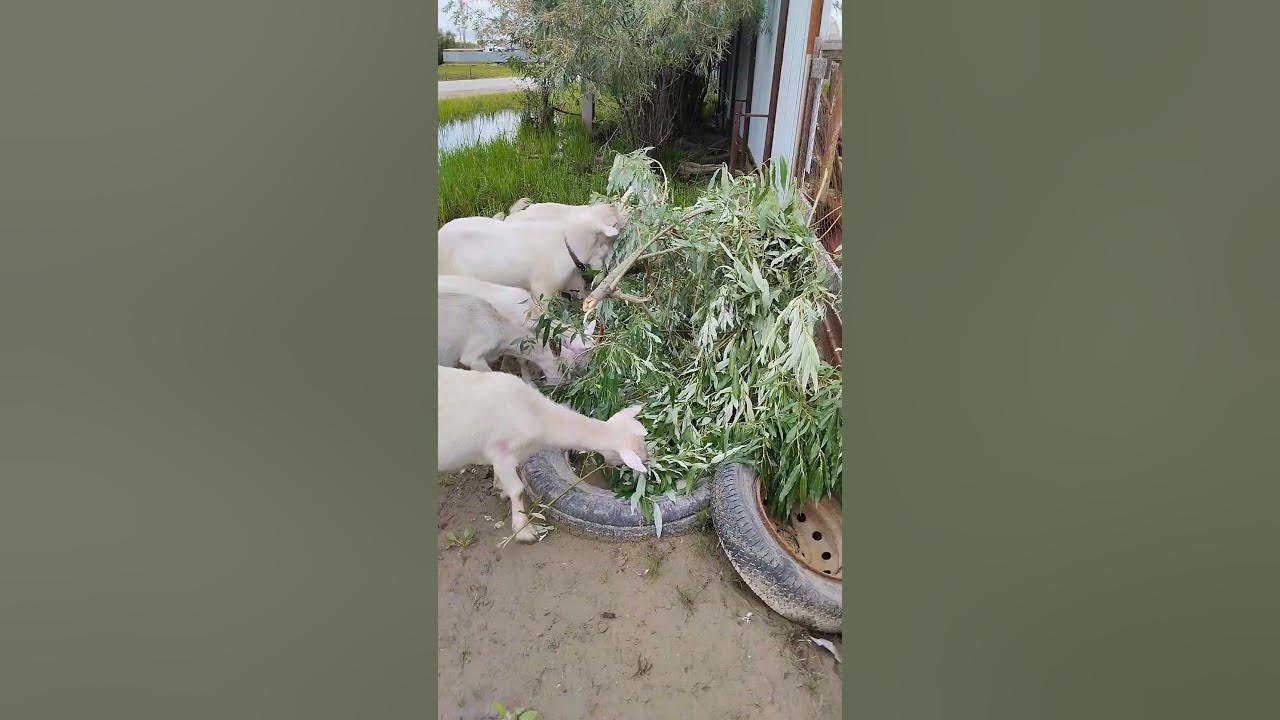 Козам повезло. - YouTube