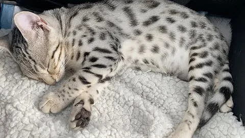Watch the video about Bengal kitten purring while sleeping