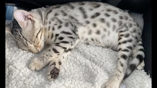 Bengal kitten purring while sleeping by Elsa and Dalila  1,468 views 2 years ago 39 seconds