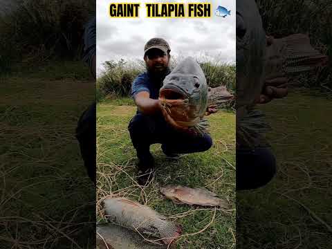 Wideo: Czy tilapia jest rybą rzeczną?