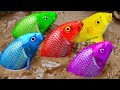 Rainbow Formation Fish | Stop Motion ASMR Experiment | Colorful Koi Fish Carp Underground #45