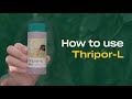 How to Use Thripor-L - Predatory Bugs (Orius laevigatus) - Thrips Control