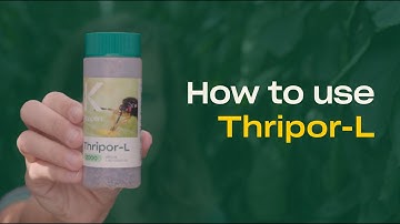 How to Use Thripor-L - Predatory Bugs (Orius laevigatus) - Thrips Control