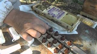 Болгарский сот Апи-Мини для выведения маток в пчеловодстве(Болгарский сот Апи-Мини В пчеловодстве этот Болгарский сот Апи-Мини занял достойное место среди таких..., 2014-07-04T20:27:33.000Z)