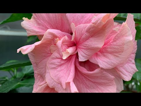 Video: Роза гүлүнүн балмуздакты кантип жасаш керек