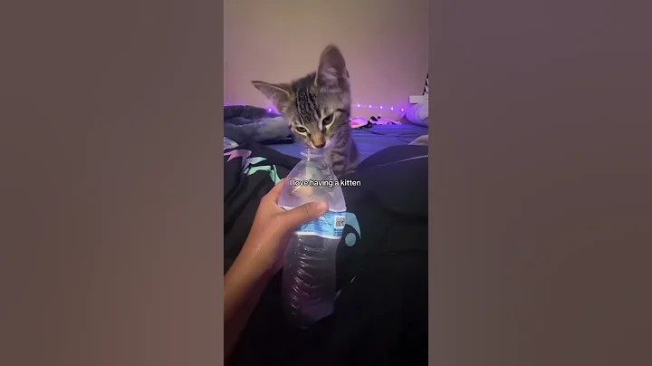 Video 11026741: cat cute play funny