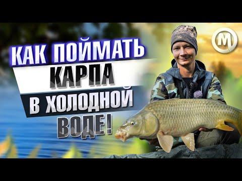 Как ловить карпа по холодной воде?