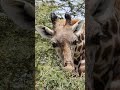 GIRAFFE SOUNDS Learn Animals With Kiddopedia Shorts 