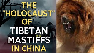 Tibetan Mastiff' holocaust' in China