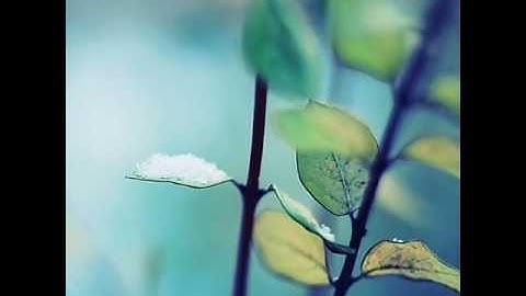 سورة الحديد ناصر القطامي