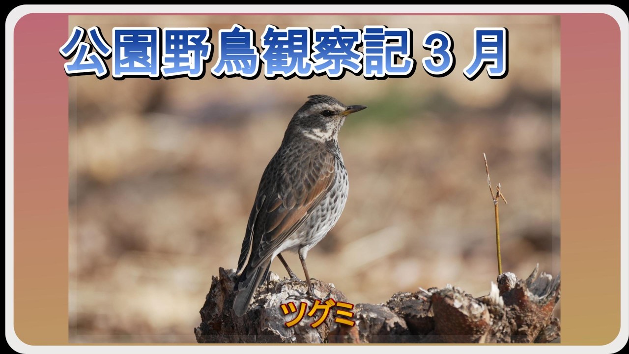 ツグミの様子【2026年3月公園野鳥観察記】 - YouTube