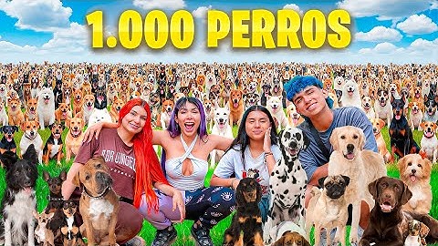 100 DOGS ABANDONED IN OUR HOUSE // RECOCHA FAMILY