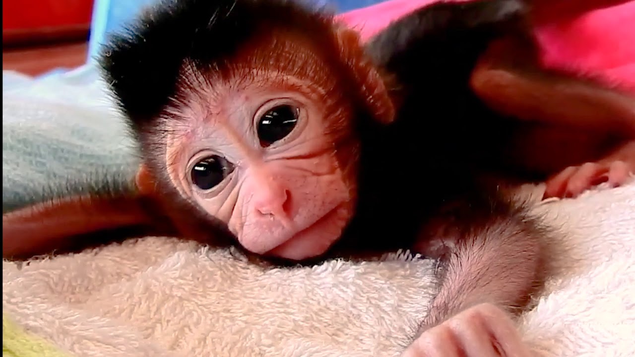 Orphan Baby Monkey Dalton Very Cute And Powerful|| Dalton Walk Stronger Than Before