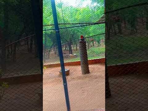 #eclectus parrot #svzoopark #shorts #youtubeshorts #youtube #trending